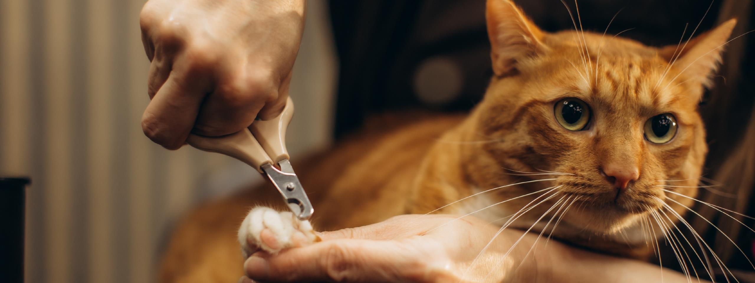 ¿cómo cortar las uñas de un gato sin estrés?